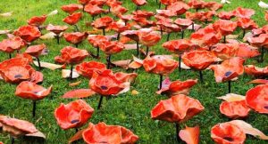 poppies 9 - Copy