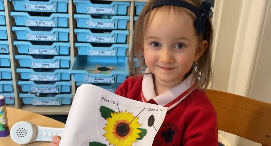 From Seed to Sunflower